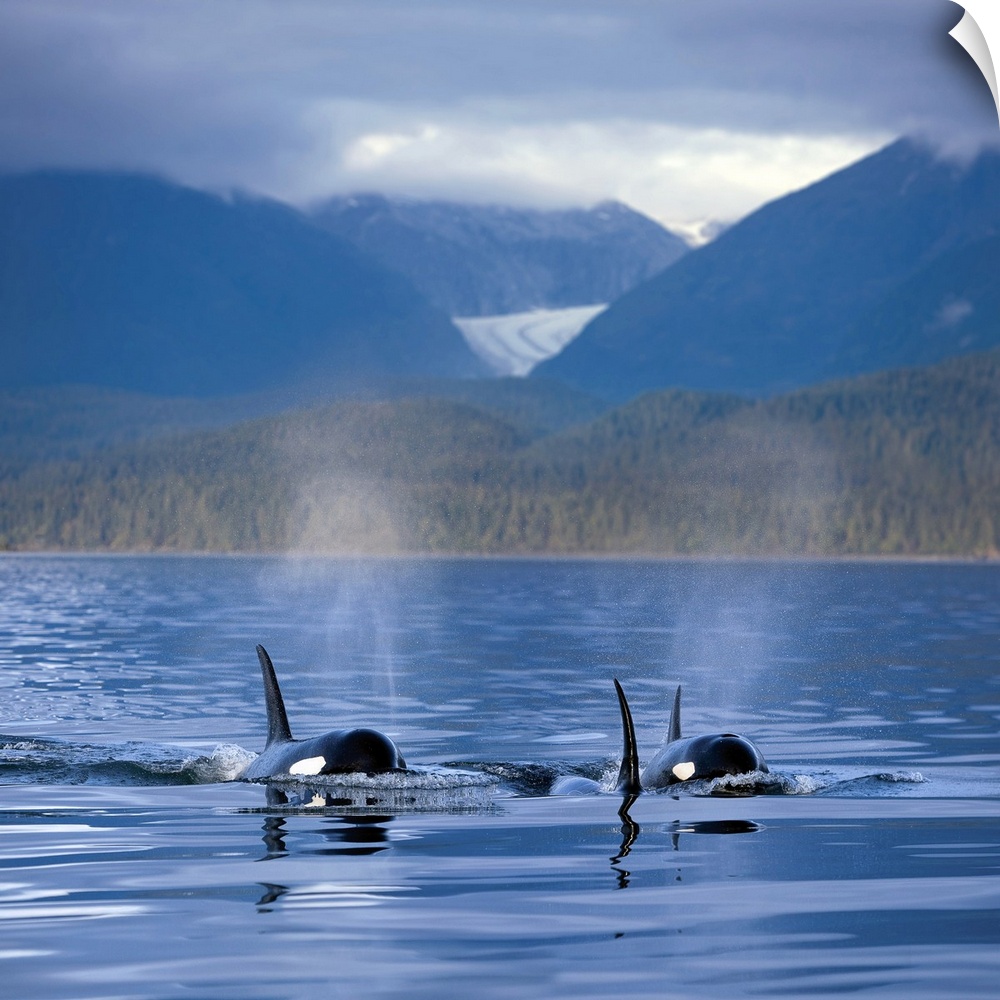 Orca Whales surface in Alaska's Inside passage with the Coastal Range and Eagle Glacier in the background, Southeast Alaska