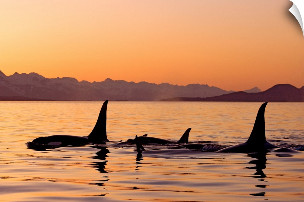 Photograph of dorsal fins surfacing in ocean at dusk with mountain silhouettes in the distance.