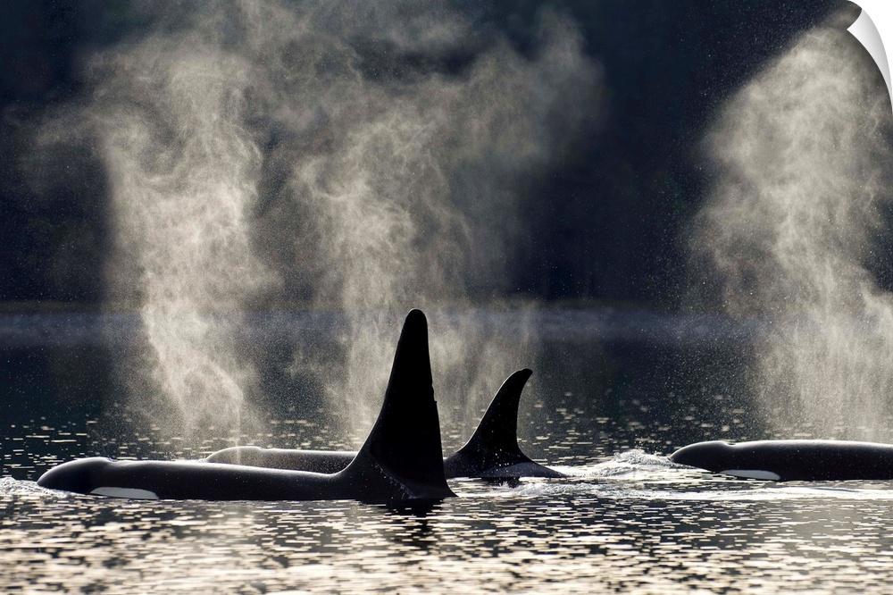 COMPOSITE: Orca Whales surface along a forested shoreline in Alaska's Inside passage, Admiralty Island, Tongass Forest, So...