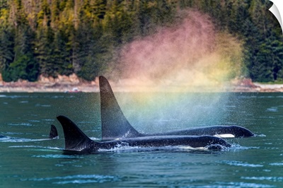 Orcas Surface In Chatham Strait, A Rainbow Forms In The Blow As They Exhale, Alaska, USA