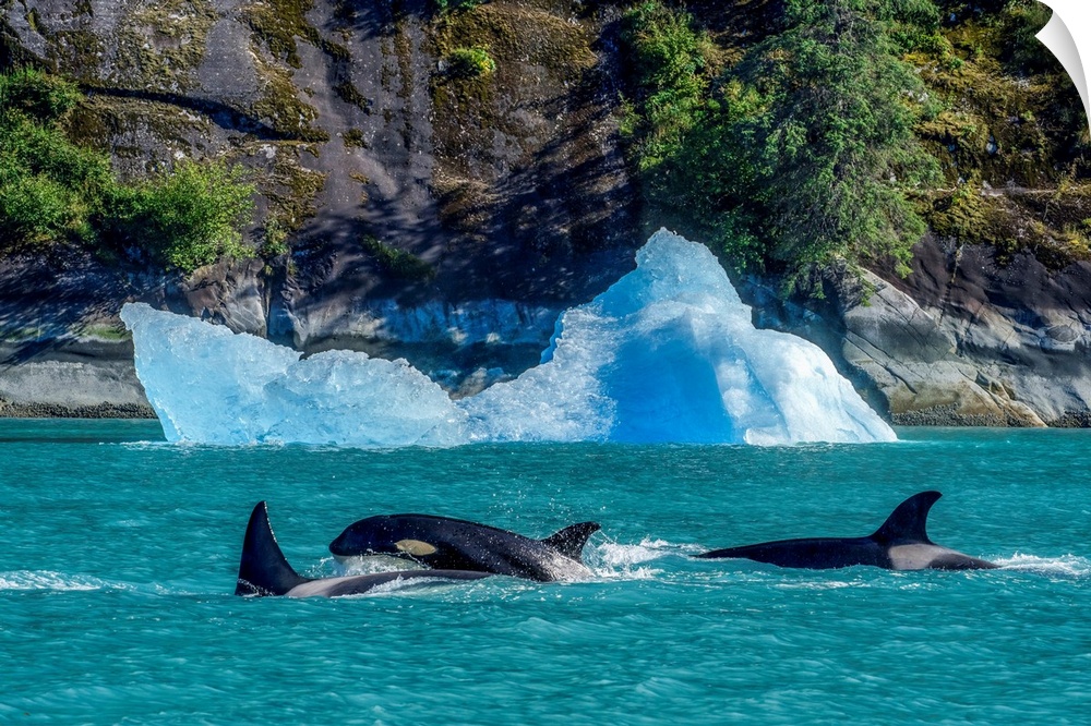 Orcas (Orcinus orca), also known as a Killer Whales, surface in Inside Passage with an iceberg along the coastline, Tracy ...