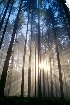 Oregon, Eugene, Spencer Butte Park, Sunburst Through Trees In Forest