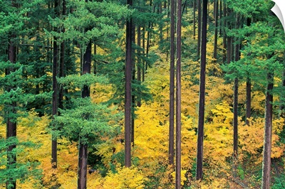 Oregon, Willamette National Forest, Vine Maple And Douglas Fir Trees In Fall