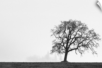 Oregon, Willamette Valley, single Oak tree in fog at sunrise