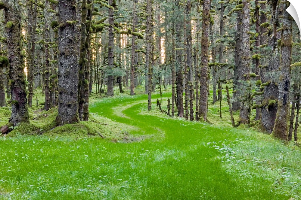 Landscape photograph of an overgrown winding road through spruce trees and moss, coastal forest in Kodiak Island, Alaska.