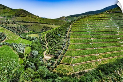Overview Of The Terraced Vineyards In The Douro River Valley, Norte, Portugal