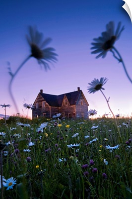 Oxeye Daisies And Abandoned House At Dusk, Quebec, Canada