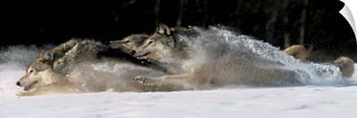 Pack of Grey Wolves Running Through Deep Snow
