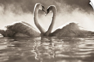 Pair of African swans faced toward each other