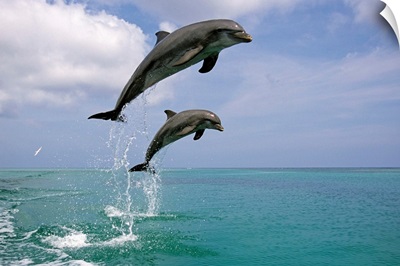 Pair of Bottle Nose Dolphins Jumping Roatan Honduras Summer