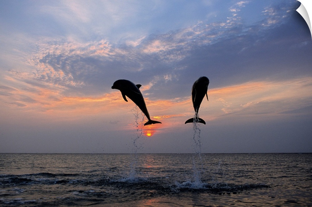 Two dolphins are shown jumping out of the ocean and are silhouetted by the sunset behind them.