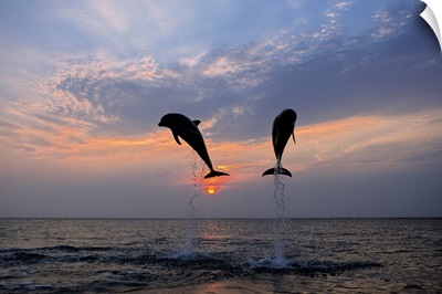 Pair of Bottle Nose Dolphins Jumping @ Sunset Roatan Honduras Summer Backlit