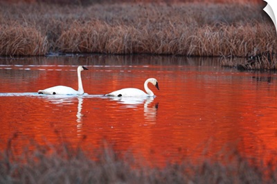 Pair Of Trumpeter Swans Swim In Potter Marsh At Sunset, Anchorage, Southcentral Alaska