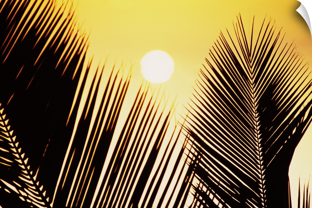 Pale Yellow Sun Behind Palm Fronds