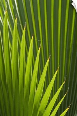 Palm tree, Grenada