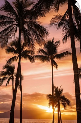 Palm Trees At Sunset; Maui, Hawaii, United States Of America