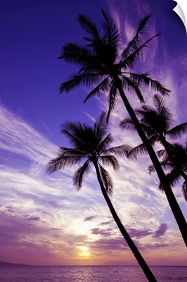 Palm Trees At Sunset, Wailea, Maui, Hawaii, United States Of America