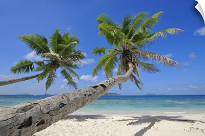 Palm Trees On Beach With Indian Ocean, La Digue, Seychelles