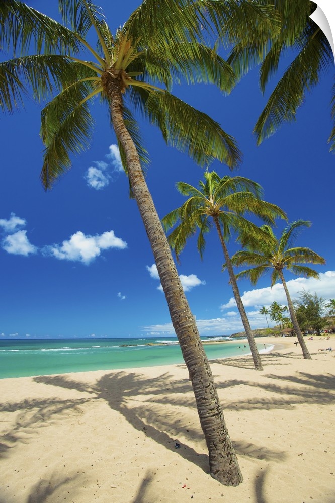 Palm Trees On The Beach In Salt Ponds State Park; Kauai, Hawaii, United States Of America