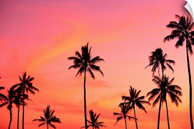 Palm Trees Silhouetted Against Hazy Orange Skies