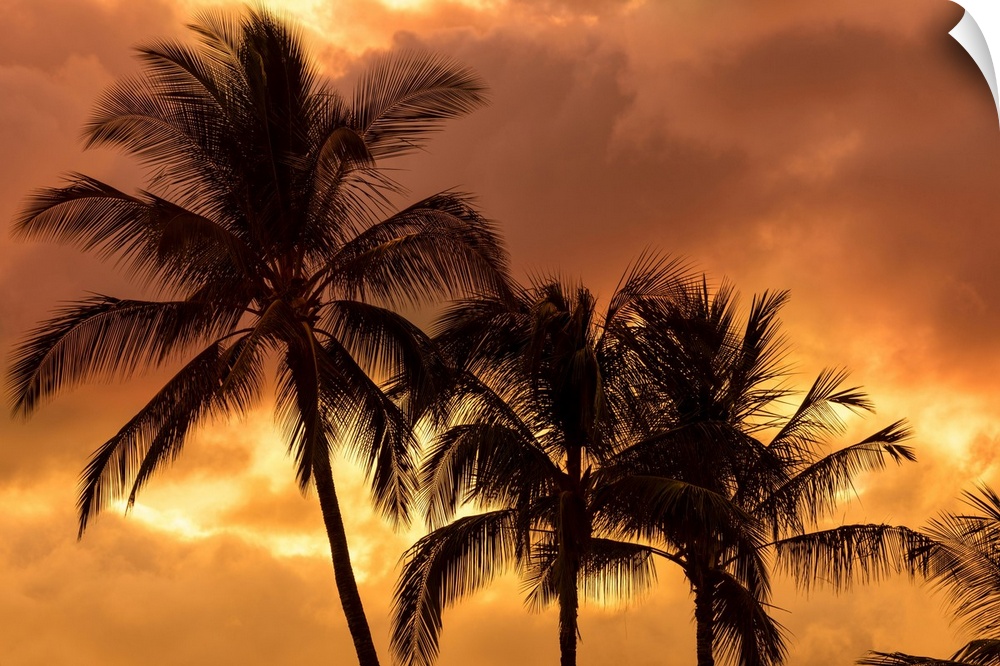 Palm trees silhouetted in an orange sky; Wailea, Maui, Hawaii, United States of America