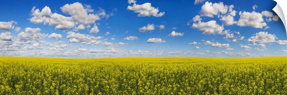 Panorama of a canola field under a blue sky with cloud; Alberta, Canada.