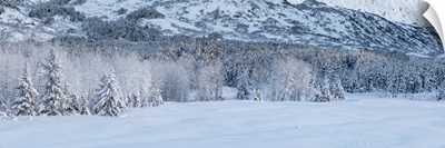 Panorama View Of Hoar Frost Covering Birch And Spruce Trees In Fog, Portage, Alaska, USA