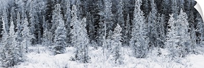 Panoramic view of hoar frost covered spruce trees in Chugach State Park