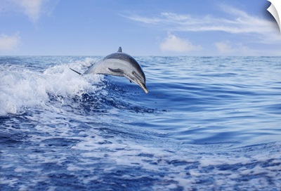 Pantropical Spotted Dolphin Leaping Out Of The Pacific Ocean, Hawaii