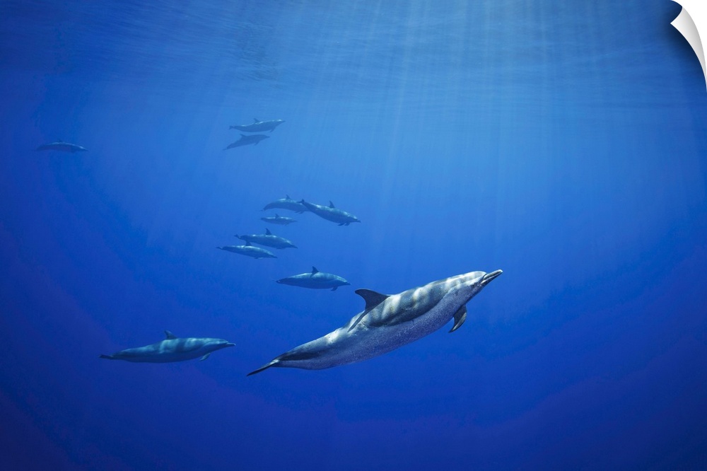 Pantropical spotted dolphins (stenella attenuata) in open ocean. Hawaii, united states of America.