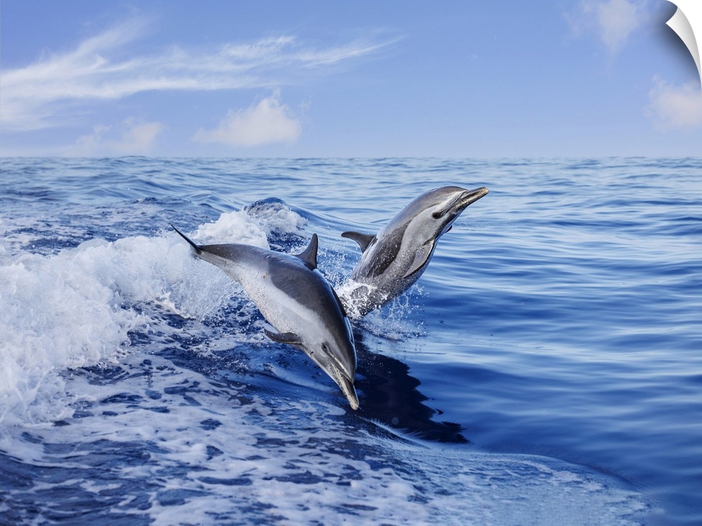 Pantropical spotted dolphins (stenella attenuata) leap out of the open ocean, Hawaii, united states of America.