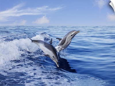 Pantropical Spotted Dolphins (Stenella Attenuata) Leap Out Of The Open Ocean, Hawaii