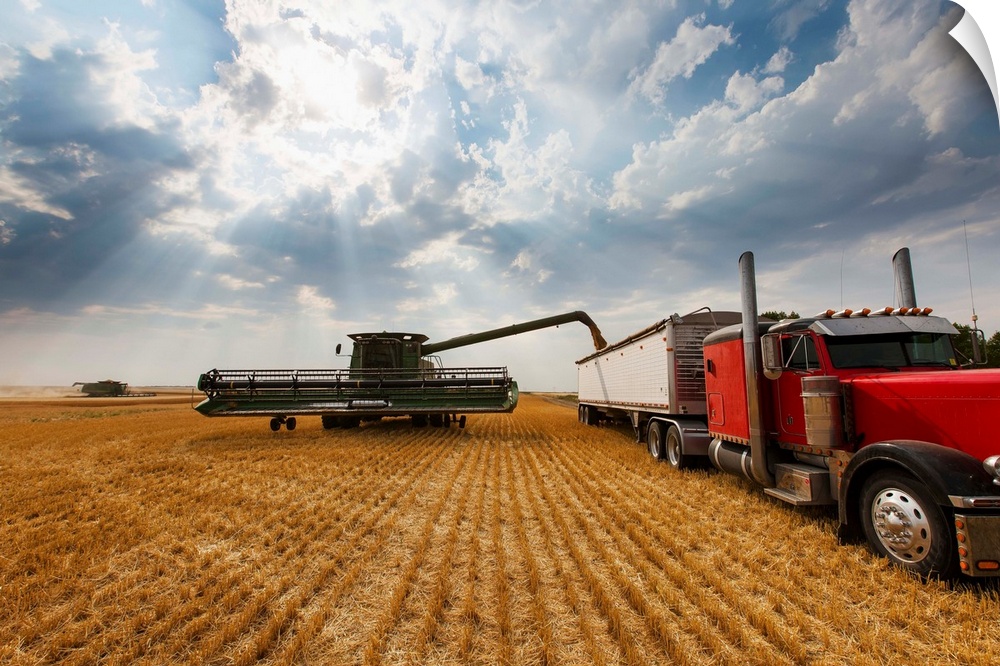 Paplow Harvesting Company custom combines in a wheat field near Ray, North Dakota