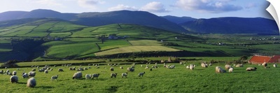 Pastoral Scene Near Anascual, Dingle Peninsula, County Kerry, Ireland
