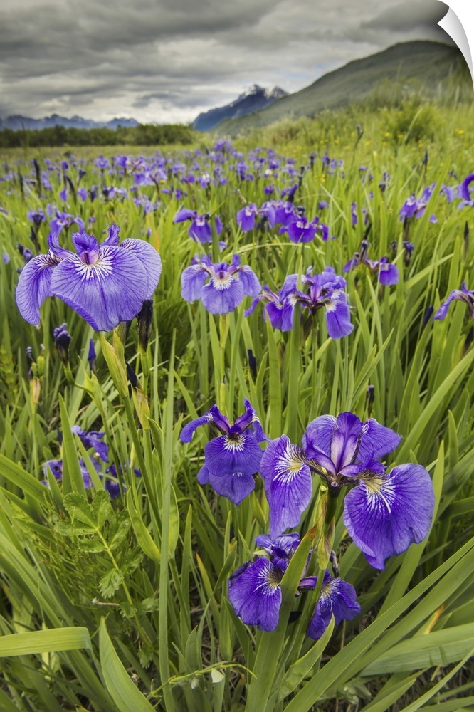 Patch Of Wild Irises On The Eklutna Flats With A View Of Pioneer Peak