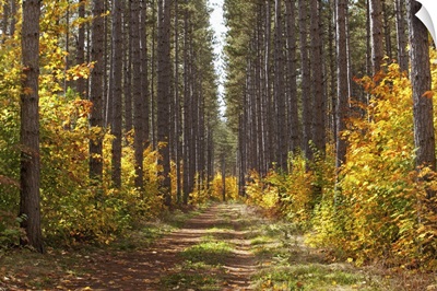 Path Into The Forest In Autumn; Sault St. Marie, Ontario, Canada