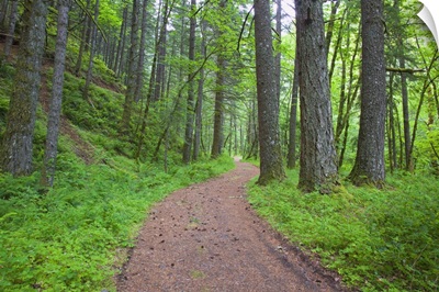Path Running Through The Forest, Columbia River Gorge National Scenic Area, Oregon