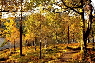 Path Through Autumn Woods, Argyll And Bute, Scotland