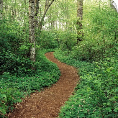Path Through Woods
