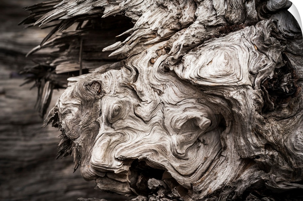 Patterns are found in the driftwood at Willapa Bay on the Washington Coast. Bay Center, Washington, United States of America.