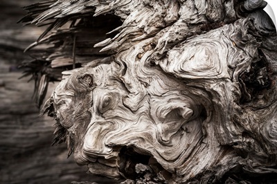 Patterns are found in the driftwood at Willapa Bay, Washington
