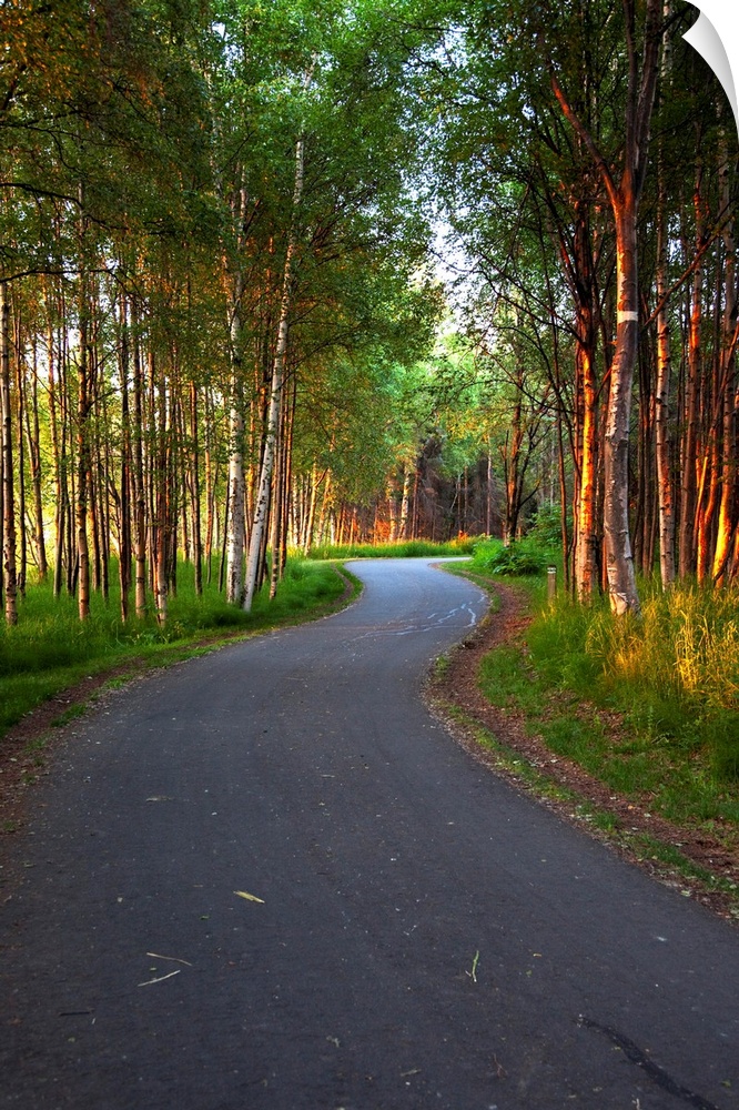 Paved path winding through the forest, Tony Knowles Coastal Trail, Anchorage, Alaska