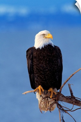 Perched Bald Eagle