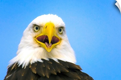 Perched Eagle Opens Beak To Call, Homer, Alaska