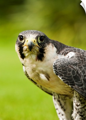 Peregrine Falcon. Windermere, Cumbria, England