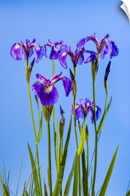 Perennial Iris Against A Deep Blue Sky, Eklutna, Alaska