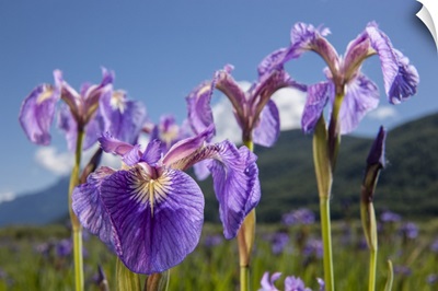 Perennial Iris, The Palmer Hayflats, Eklutna, Alaska