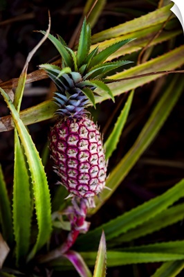Pineapple Growing On A Plant, Hawaii