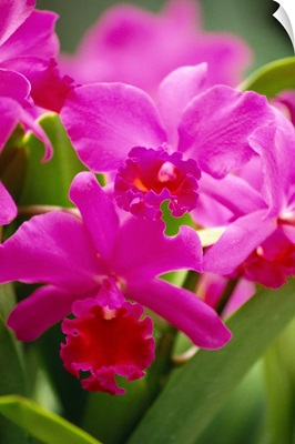 Pink Cattleya Orchids