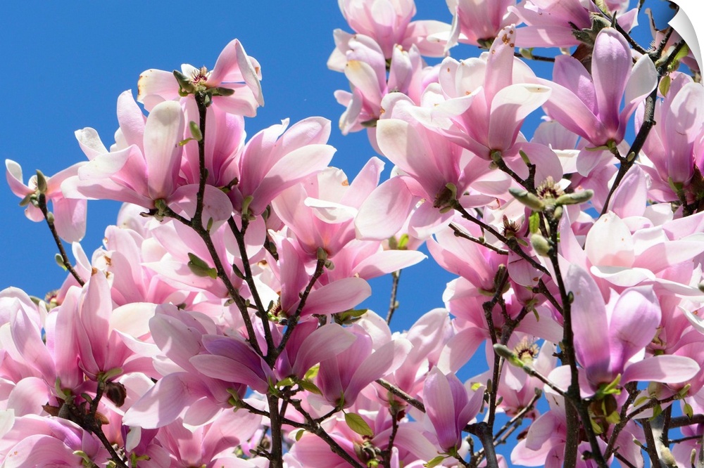 Pink Chinese or saucer magnolia flowers, Magnolia x soulangeana, against a blue sky.